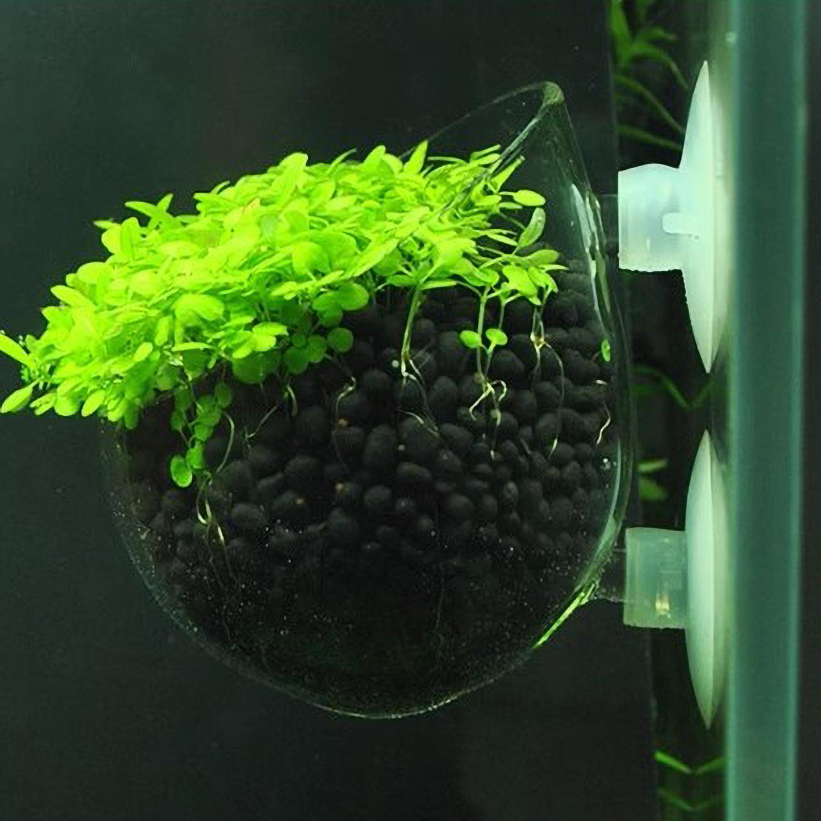 Plant Aquarium Pot - حامل نباتات الزينة الزجاجي مع أكواب