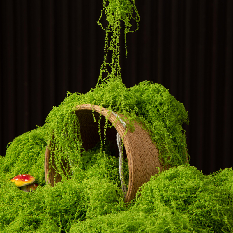 Aquarium Moss - عشب الحياة الأبدية 200 جرام، نباتات