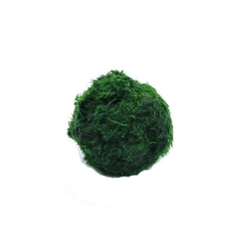 Live Plant Aquarium - ماريمو كرات الطحلب حوض السمك نبات