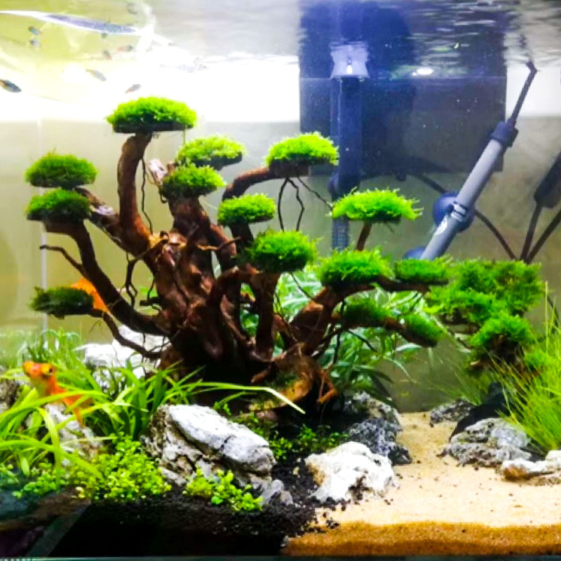 Aquarium Driftwood - زينة حوض السمك: شجرة طحلب، هيكل