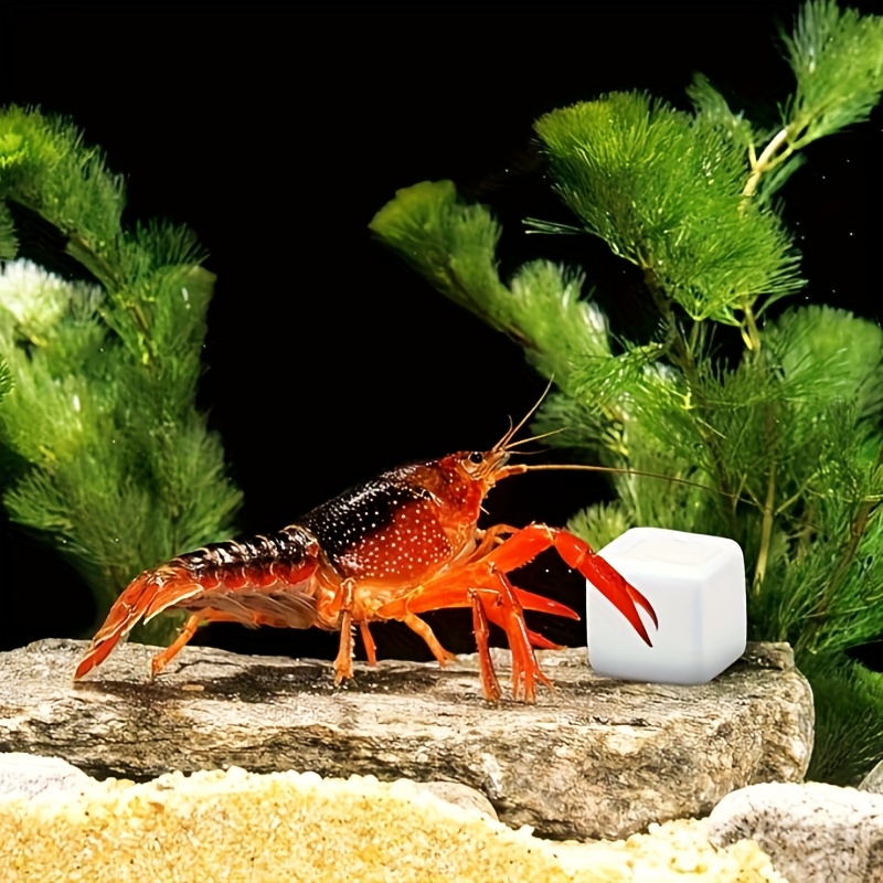 Aquarium Plants Live - 6 قطع من مكعبات الكالسيوم المعدنية