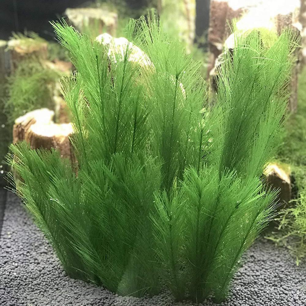 1/3 قطعة 28/40 سنتيمتر حوض للأ - مراجعة Aquarium Plants Live وسعره