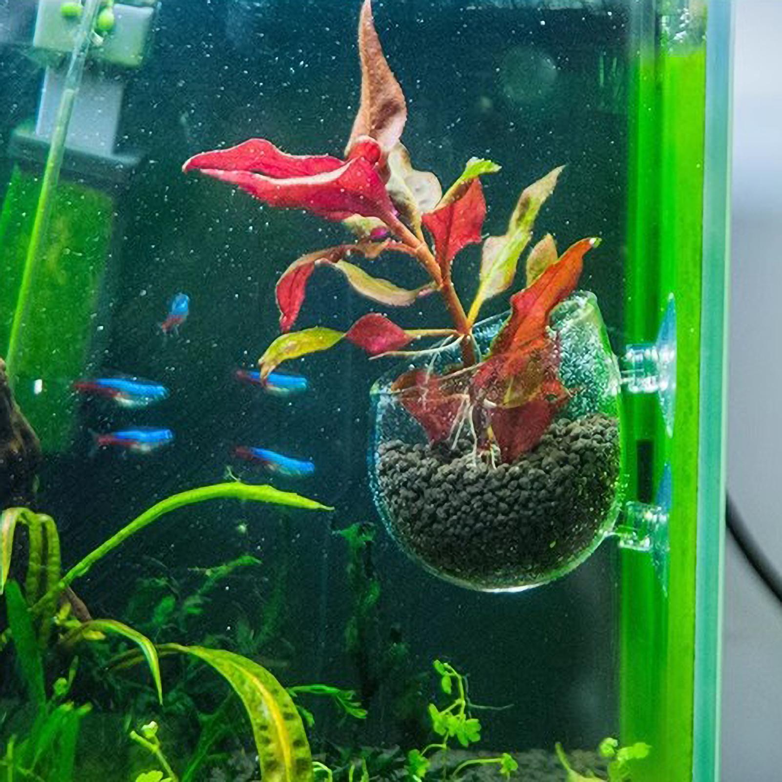 حامل نباتات الزينة الزجاجي مع  - مراجعة Plant Aquarium Pot وسعره