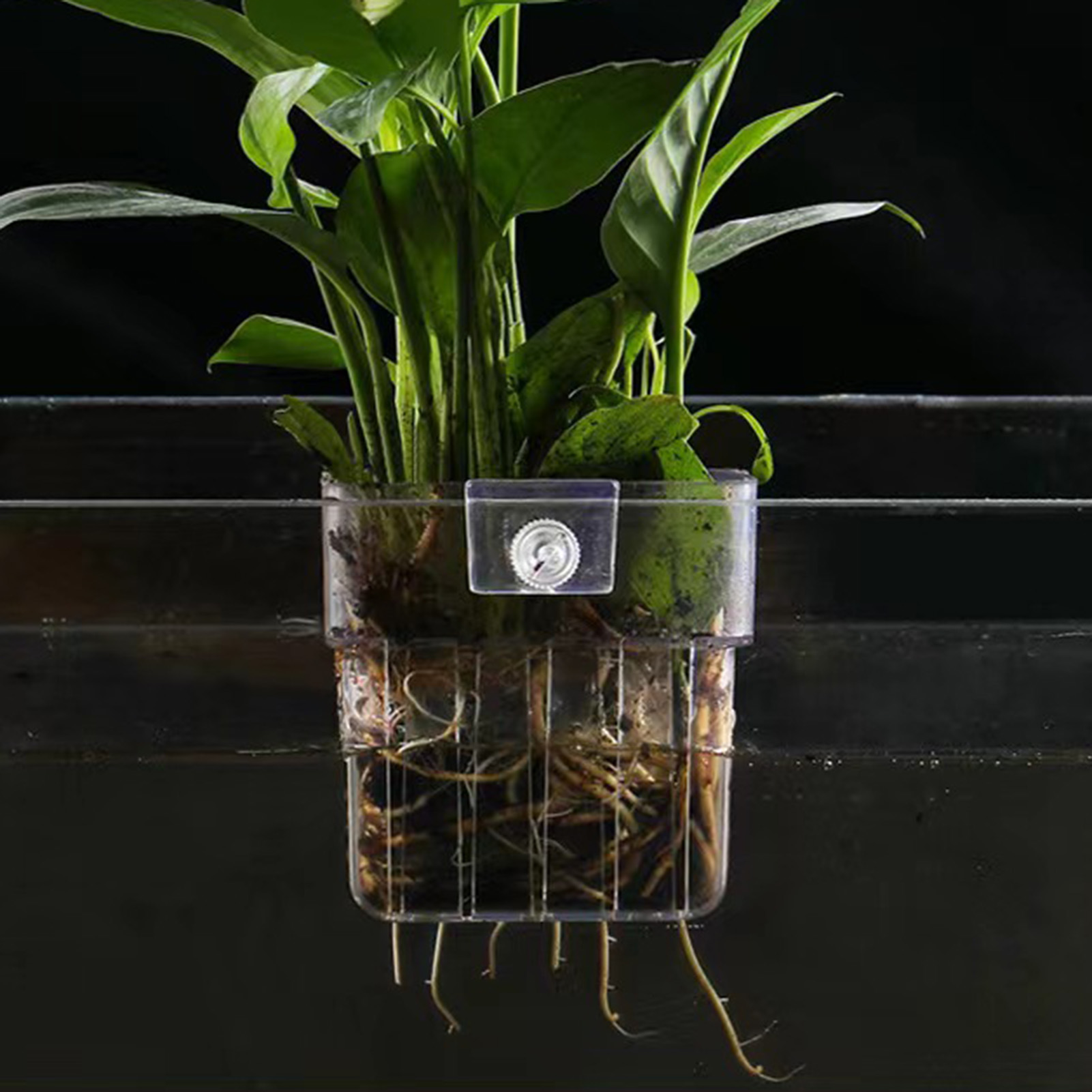 حامل نباتات أكريليك شفاف، سلة  - مراجعة Aquarium Plant Holder وسعره