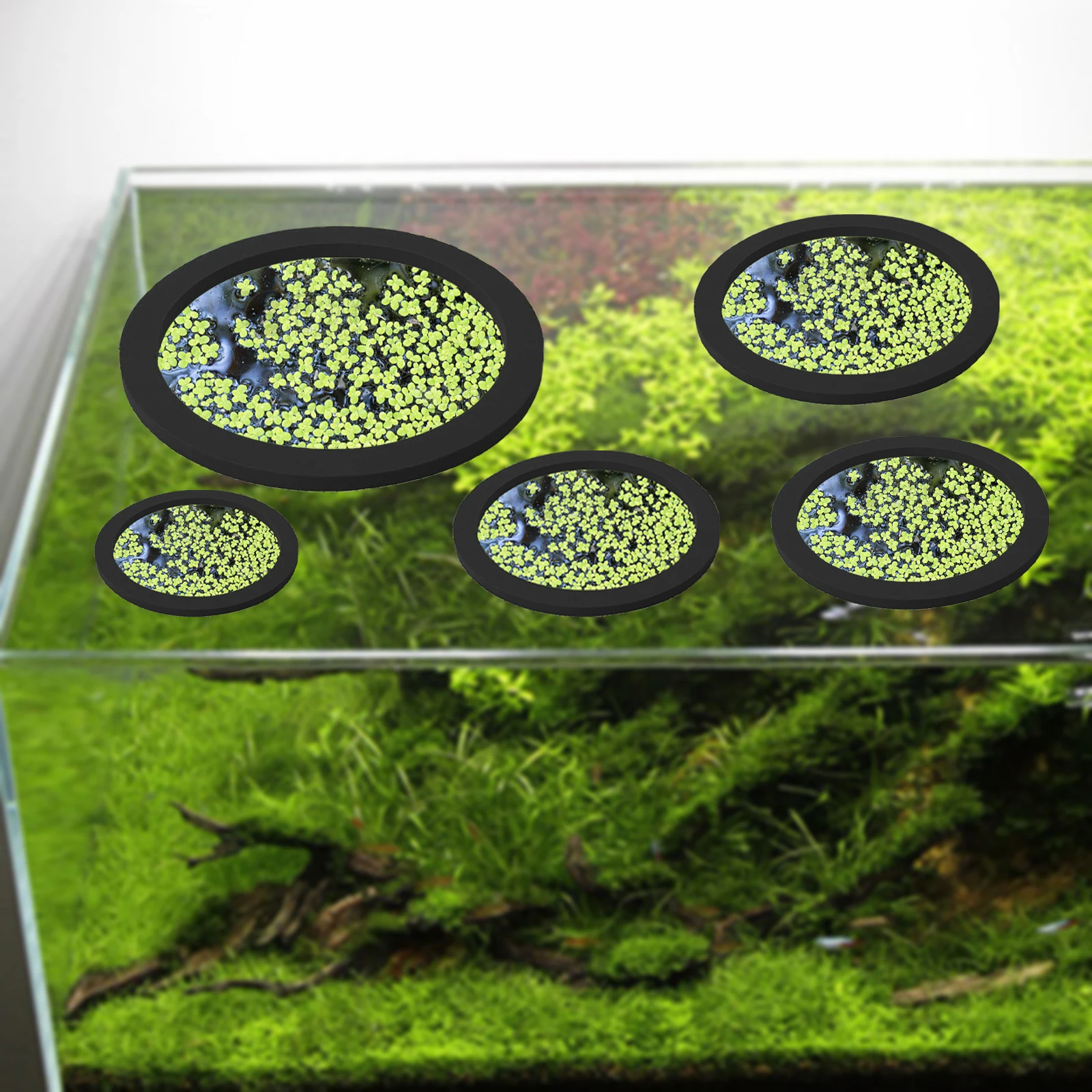 5 قطعة إيفا الأسماك تغذية حلقة - مراجعة Planted Tank وسعره