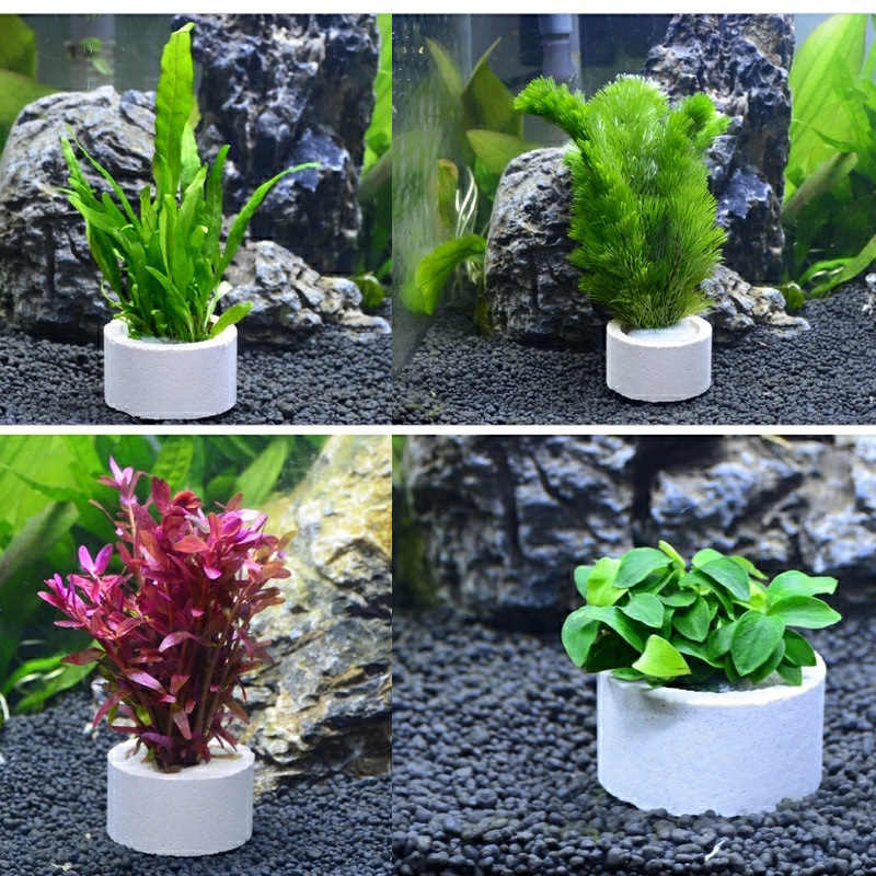 حلقة سيراميك لتزيين الحوض ، وع - مراجعة Plant Aquarium Pot وسعره