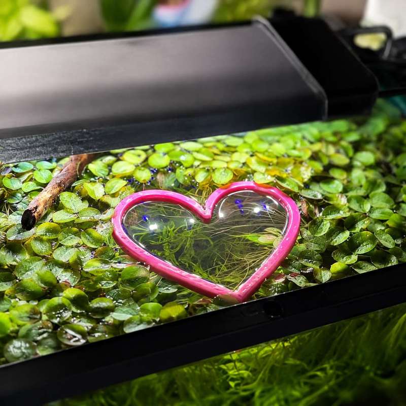حلقة تغذية الأسماك العائمة على - مراجعة Aquarium Fertilizer وسعره