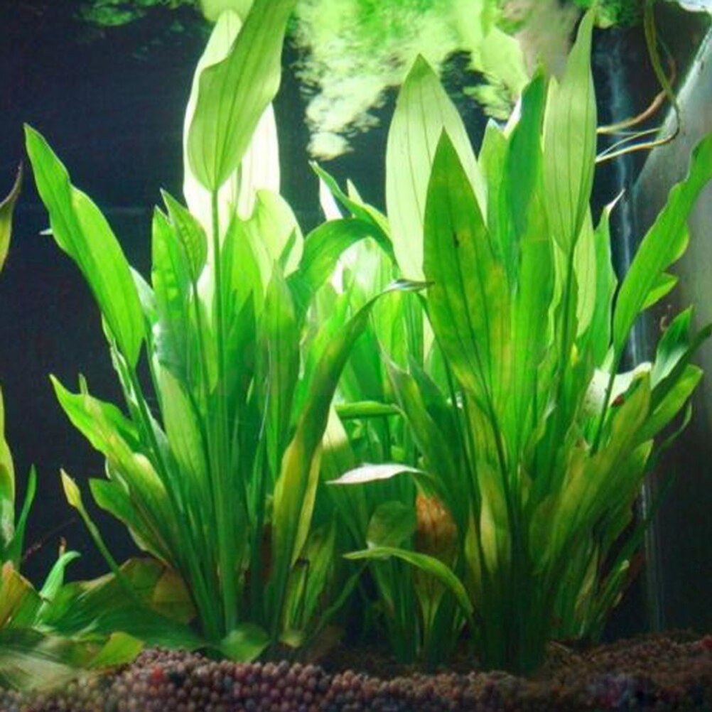 15 سنتيمتر حوض السمك الاصطناعي - مراجعة Live Plant Aquarium وسعره