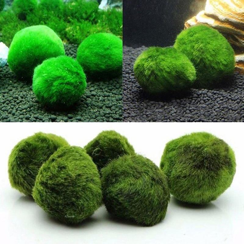 ماريمو كرات الطحلب حوض السمك ن - مراجعة Live Plant Aquarium وسعره