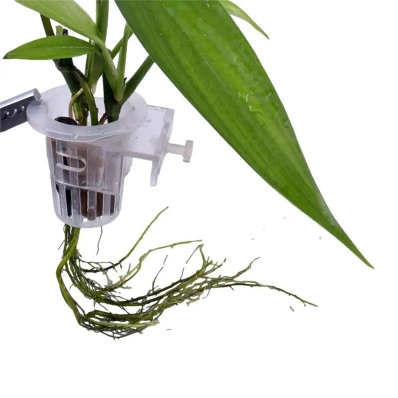 A7THK-قطعتان من حاملات النباتا - مراجعة Aquarium Plant Holder وسعره