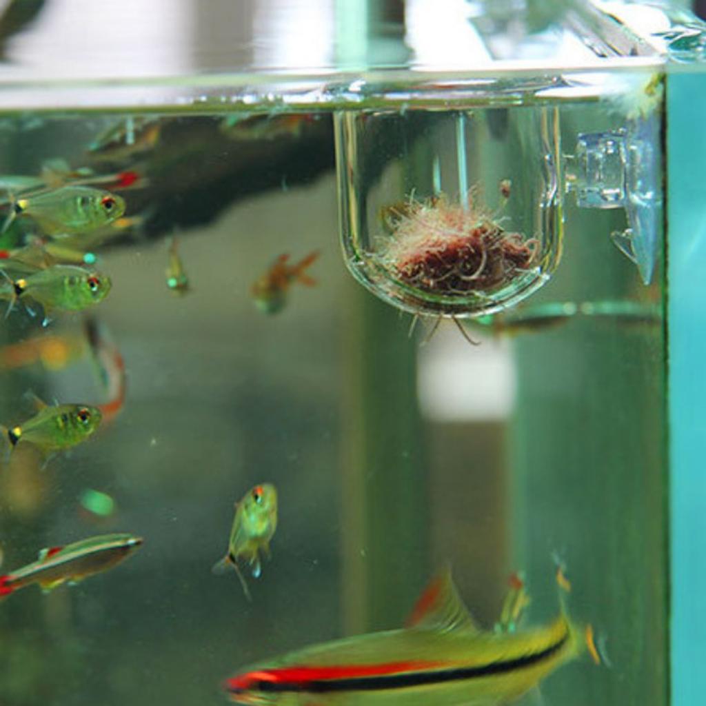 سلة تغذية الأسماك، وعاء زجاجي  - مراجعة Live Plant Aquarium وسعره